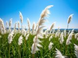 Buying, planting, caring for, pruning & fertilizing pampas grass
