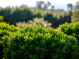 Evergreen Hardy Plants: The Best Varieties for You