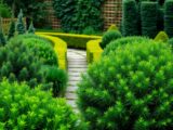 Evergreen shrubs – hardy and non-toxic