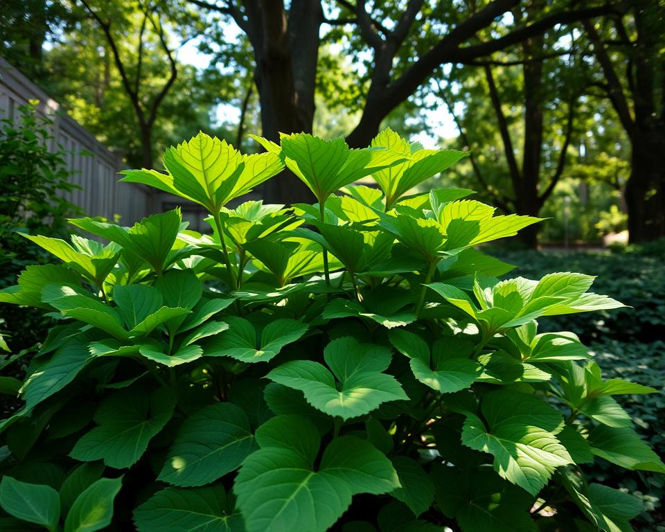 Fatsia japonica plants UK