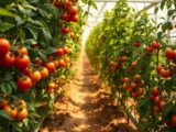 How to Grow Tomatoes in a Greenhouse