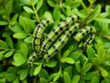 box tree moth caterpillars