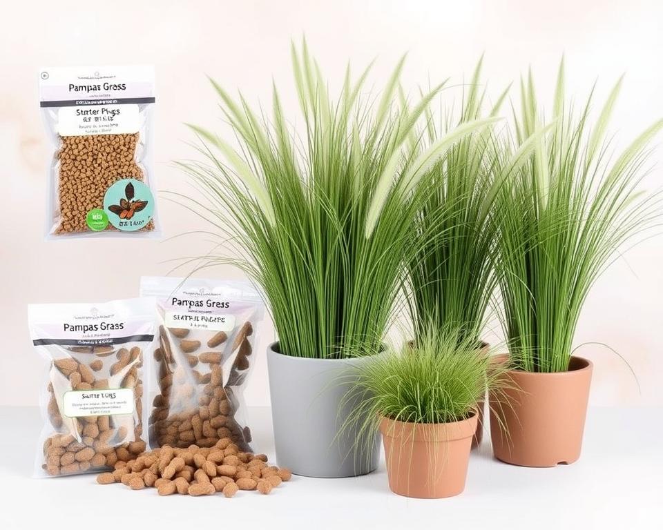 where to buy pampas grass UK where to buy pampas grass UK